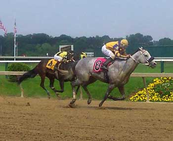 Preakness Stakes tips picks long shots